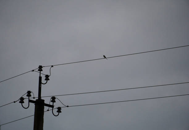 istock Low Angle View Of Bird Perching On Power Line Against dark Sky. 1320104341