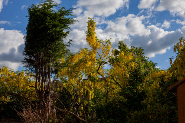 Golden Rain Tree Laburnum watereri in full majestic bloom during late Spring/early Summer against a clear crystal sky and fluffy white clouds. bright yellow laburnum flowers in garden golden chain tree image stock pictures, royalty-free photos & images