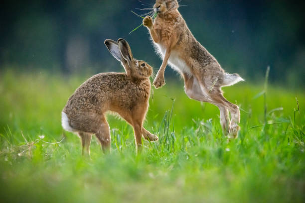 istock Brown hare in the meadow 1320104645