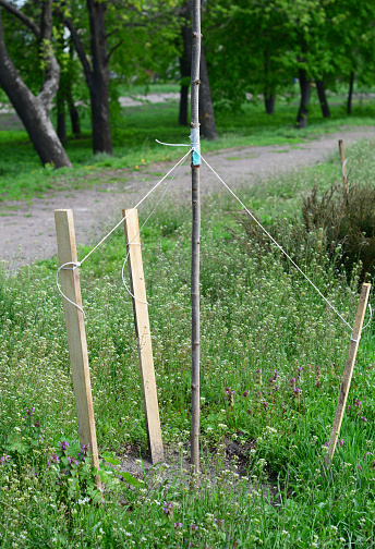 Tree Coach Staking Staking A Newly Planted Tree Tree Staking In Windy Areas Supporting A ...