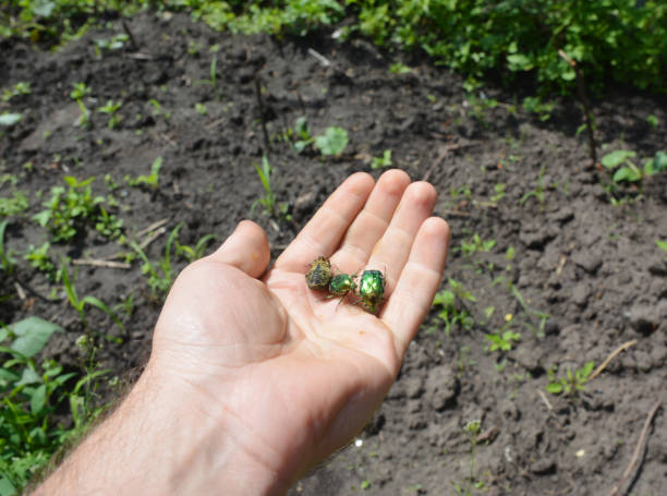 protaetia (liocola) marmorata green beetles on the gardener's hand in spring. good garden insects. - marmorata imagens e fotografias de stock