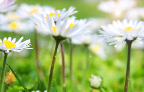 istock daisiy in the grass, spring flowers in the nature 1320109074