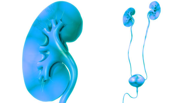 istock Human Urinary System Kidneys with Bladder Anatomy 1320111168