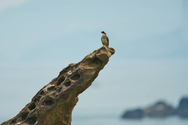 The Light-vented Bulbul is standing on a rock.Adult dark olive above, white below, with black-and-white head pattern. (Pycnonotus sinensis)