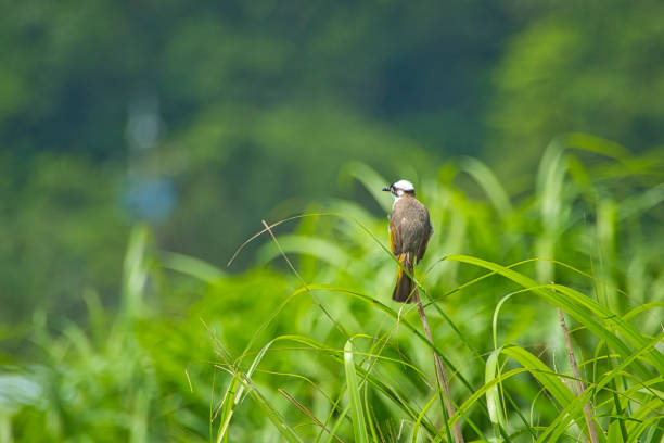 The Light-vented Bulbul is standing on the grass.Adult dark olive above, white below, with black-and-white head pattern. (Pycnonotus sinensis)