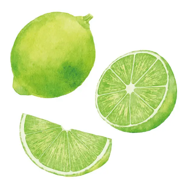 Vector illustration of Watercolor Limes