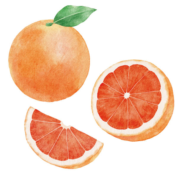 Watercolor Grape Fruits Vector illustration of grape fruits. grapefruit stock illustrations