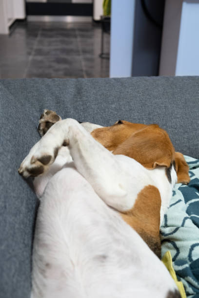 istock A beagle dog sleeping on couch in bright interior. 1320112998