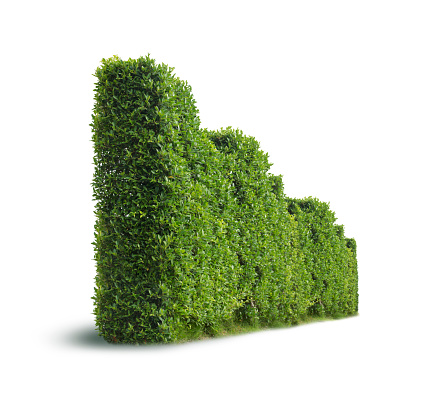 Box hedge, grass and blue sky.