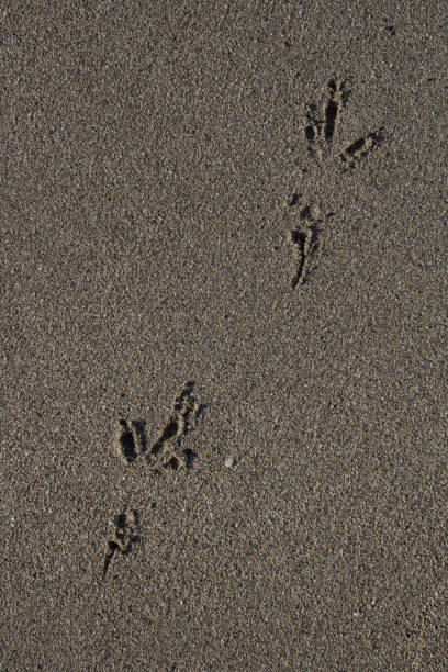 istock close up of seagull footprints on the sand 1320116067