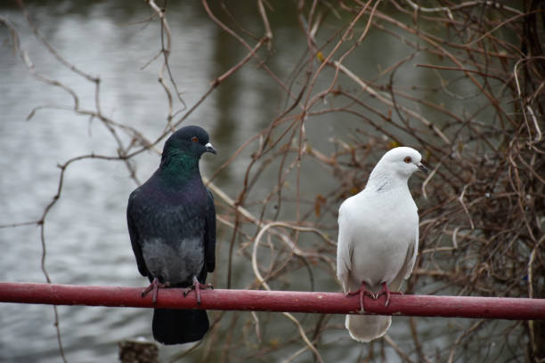 istock Black and white pigeons sit on the railing. 1320116982