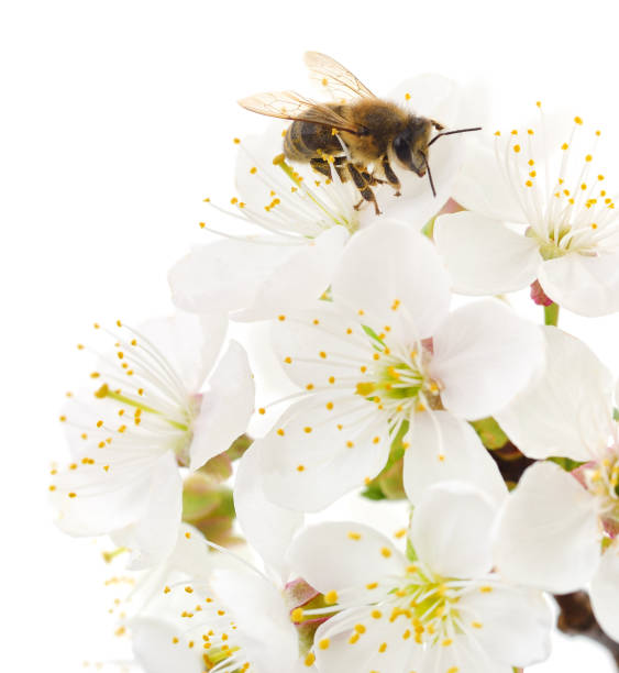 istock Honeybee and white flowers 1320118315