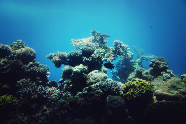 Underwater coral reef in red sea