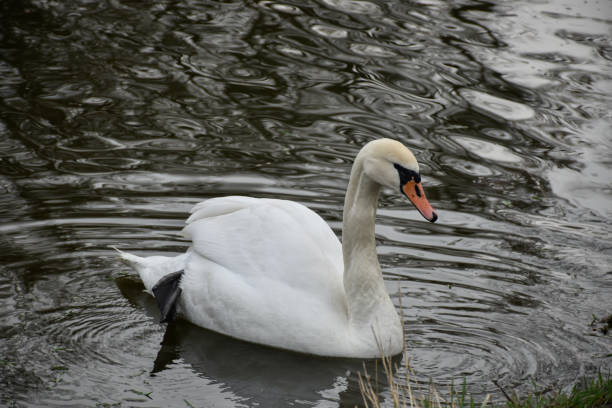 istock White swan swims in the spring pond. 1320119004