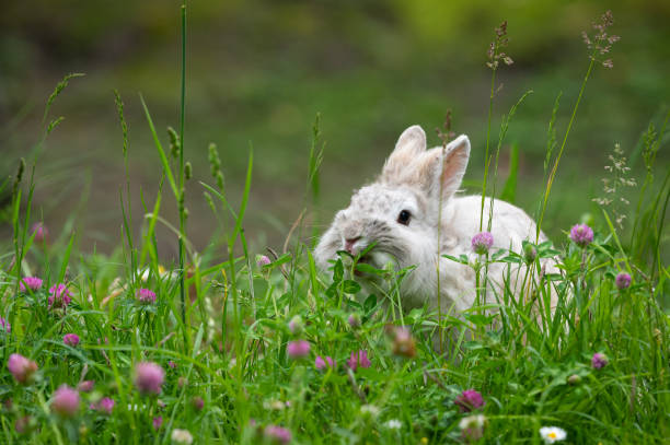 istock A white cute dwarf rabbit in a green meadow 1320119072