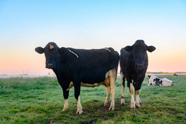 istock Cows in a meadow during early morning sunrise during a beautiful springtime day 1320124508