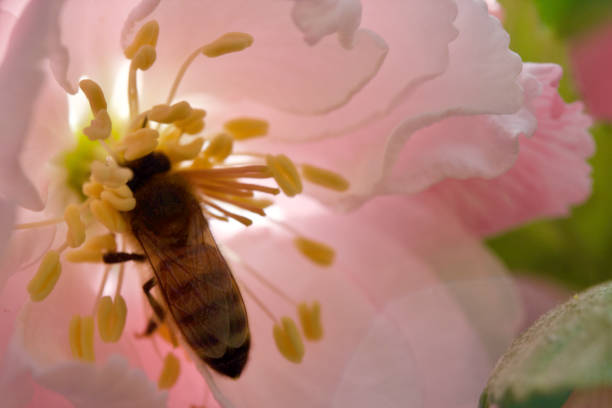 abeja en una flor de crabapple - bee apple tree flower single flower fotografías e imágenes de stock