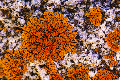 Lichen on Rock Detail Macrophotography - Bright orange lichen growing on rock in mountain valley.