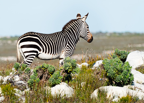 Cape Mountain Zebra stallion standing in the Cape of Good Hope Nature Reserve, Cape Point, Cape Town, Western Cape, South Africa.