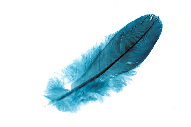 istock a pigeon feather blue on a white isolated background 1320126940