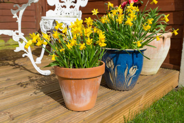 istock close up of potted yellow daffodil bulbs 1320128144