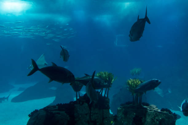 istock fish tank with several species. Underwater photography. 1320130158