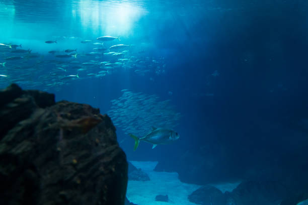 istock fish tank with several species. Underwater photography. 1320130239