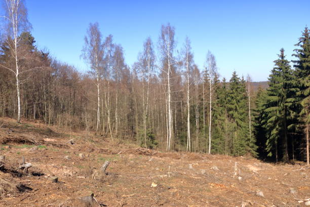 istock Pine tree forestry exploitation in a sunny day. Stumps and logs show that overexploitation leads to deforestation endangering environment and sustainability. 1320130546