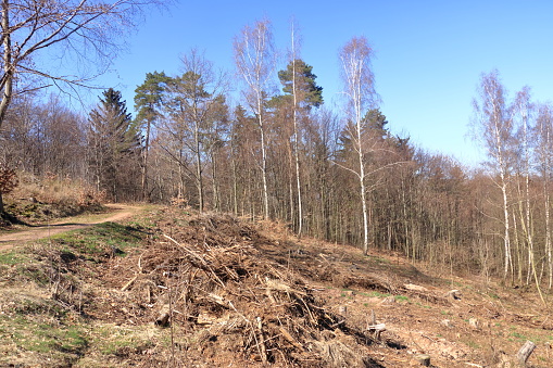 Pine tree forestry exploitation in a sunny day. The stumps and logs show that overexploitation leads to deforestation endangering environment and sustainability.