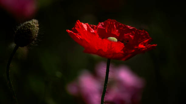 istock Red poppy on a dark background. 1320130626