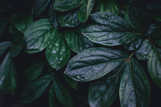 istock wet peony leaves with water drops 1320130806