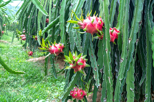 Dragon fruit tree with ripe red fruit on the tree for harvest. This is a cool fruit with many minerals that are beneficial for human health