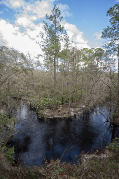 Elevated view of dark water forest creek oxbow
