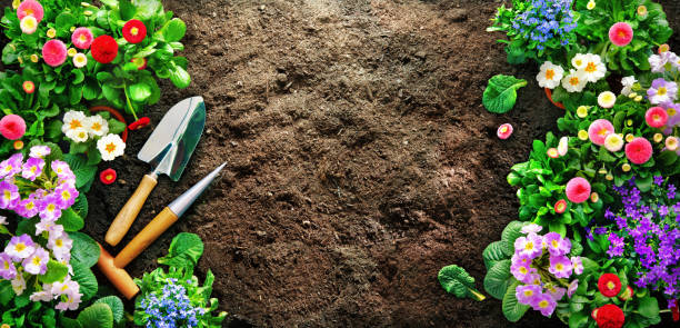 istock Planting spring flowers in the garden 1320131722