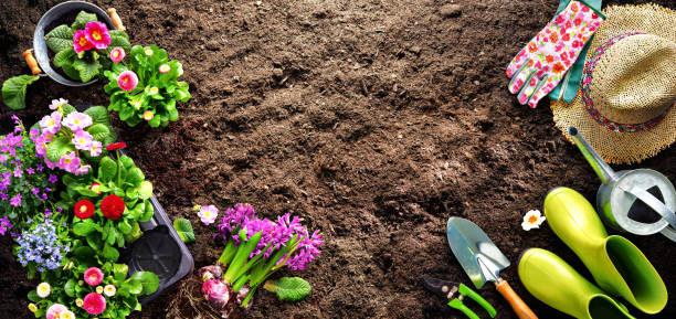 istock Planting spring flowers in the garden 1320131724