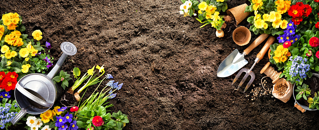 Planting spring flowers in the garden. Gardening tools and flowers on soil. Horticulture and gardening concept