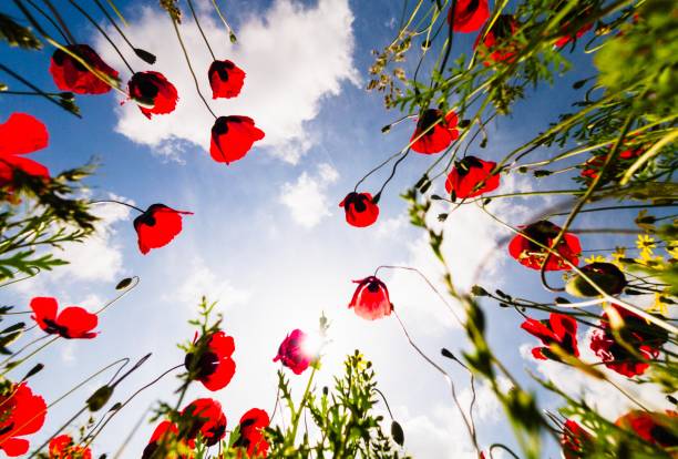 istock Low angle bottom view beautiful poppy flower with sky sunny background. 1320131857