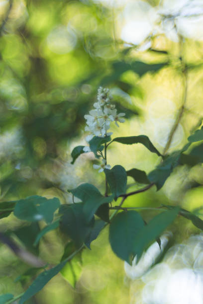 ciliegia primaverile su uno sfondo blurred verde naturale. messa a fuoco selezionata, profondità di campo bassa. - nature selective focus green vertical foto e immagini stock