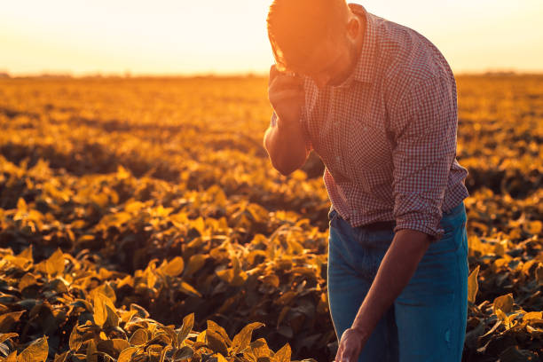 istock Farmer standing in filed examining soy corp. 1320135767