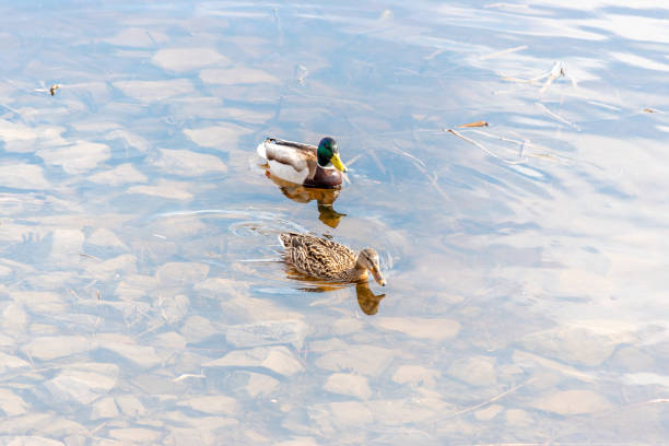 istock Two mallard duck swim in the river. 1320136088