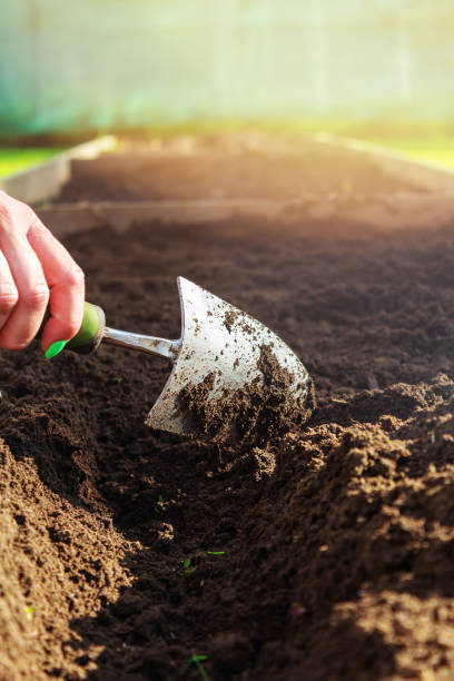 istock Small garden shovel in woman's hand. Close-up. 1320136261