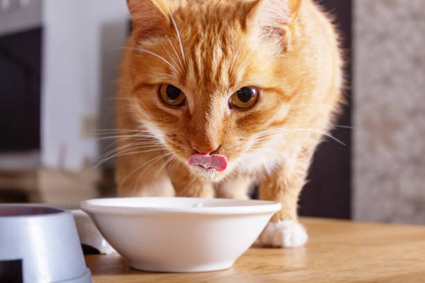 istock Ginger cat licks over bowl of milk. 1320136270
