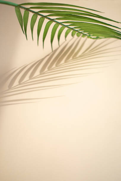istock Palm leaves and shadows on a gold background. 1320138520