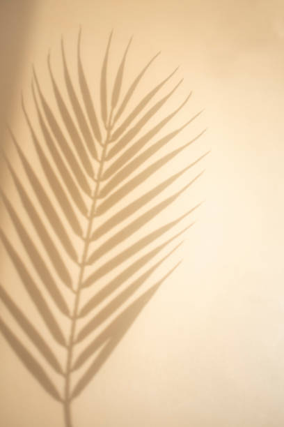 istock Palm leaves and shadows on a gold background. 1320138554