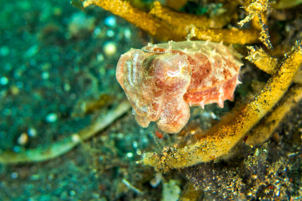 istock Cuttlefish, Lembeh, North Sulawesi, Indonesia 1320138718