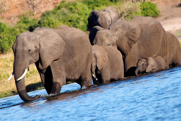 istock Afican Elephant, Chobe National Park, Botswana 1320138721