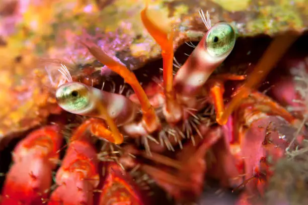 Great hermitcrab, Dardanus sp., Cabo Cope Puntas del Canegre Natural Park, Mediterranean Sea, Murcia, Spain, Europe