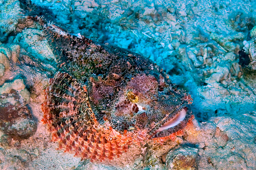 Stonefish, Coral Reef, Red Sea, Egypt, Africa