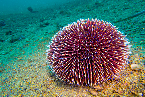 Common Sea Urchin, Paracentrotus lividus, Cabo Cope Puntas del Calnegre Natural Park, Mediterranean Sea,  Murcia, Spain, Europe