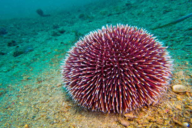 common sea urchin, cabo cope puntas del calnegre natural park, spain - green sea urchin fotos imagens e fotografias de stock